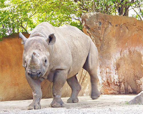 Zoo April 2011-rhino