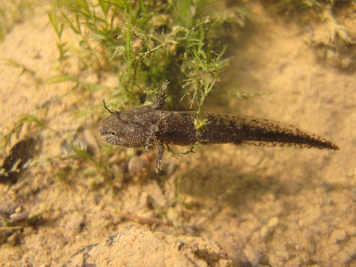 Streamside Salamander Larva (Ambystoma barbouri)
