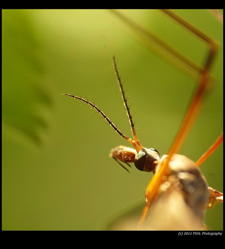 Cranefly Close-up (Order Diptera)