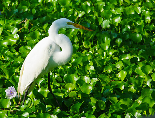 Great Egret with Water Hyacinth