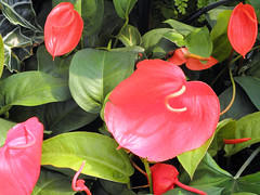 Flamingo Flower by Keith Roper, on Flickr