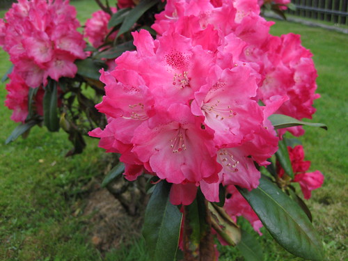 Rhododendron (Photo No. 2) / © Marco PETER