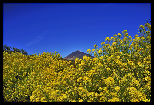 HIERBA PAJONERA (Descurainia bourgeana)  Endemismo de Tenerife.  Común en zonas rocosas de la zona subalpina, del parque nacional del Teide by E.Durán "Free Tibet" 