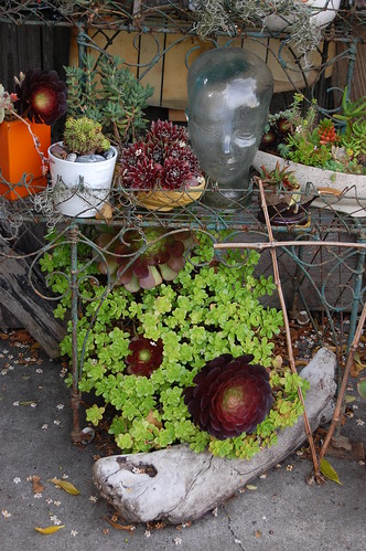 Succulents & stuff by FarOutFlora