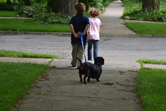 自分から犬の散歩をする子供たち