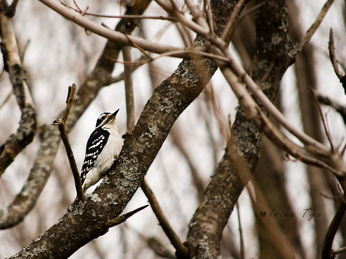 Woodpecker wsig