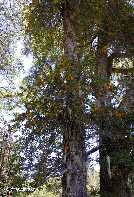 Hábito del arbusto parásito <i>Desmaria mutabilis</i>, sobre <i>Nothofagus dombeyi</i>. <br><br>Se aprecia en plena floración, con sus características flores amarillas y anaranjadas. Valle de Caramávida, Región del Biobío.