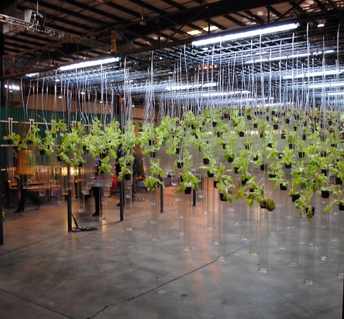UC Berkely Hydroponic Lettuce Garden