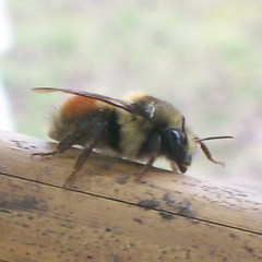 Elderly bumblebee