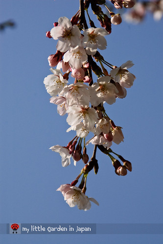 spring-in-tokyo-5