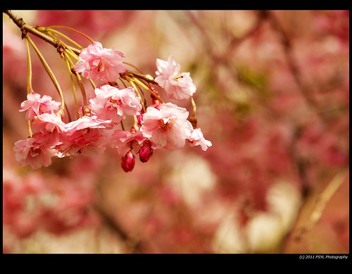 Hanging Blossom