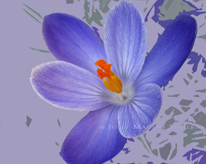 The vibrant indigo blue of a spring crocus macro finds itself on a modern background of complimentary colors.