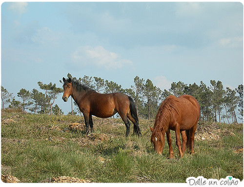 cabalos salvaxes perto de casa (Wild Horses near home)