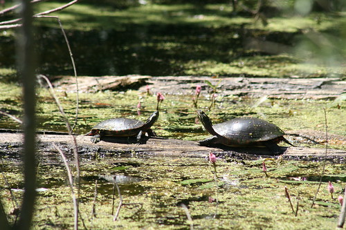 Pair Of Turtles
