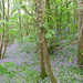 Beautiful bluebells in the wood