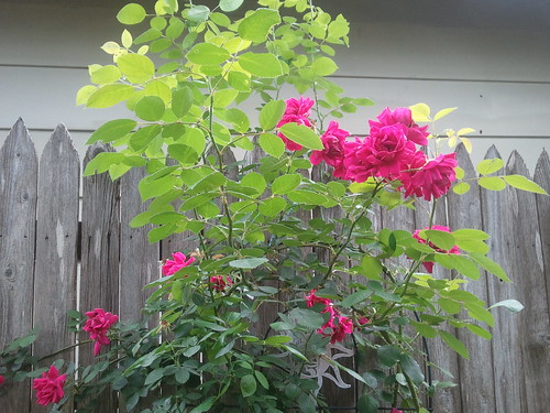 Wild Rose Bush