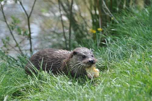 British Wildlife Centre - Otter