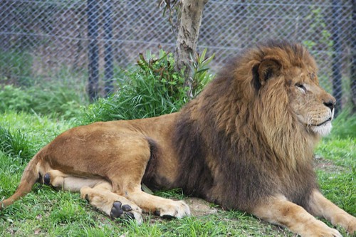 ライオン / Lion