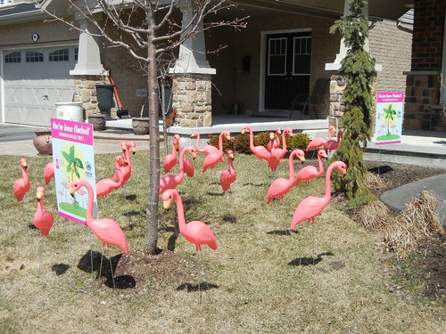 A flocking at 98 Vaughn2 by Wellington County Habitat for Humanity