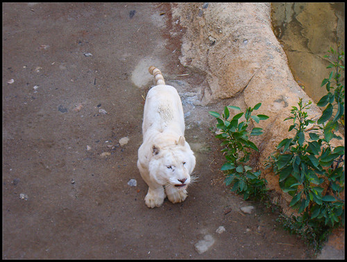 Tigre Blanco en Tabernas