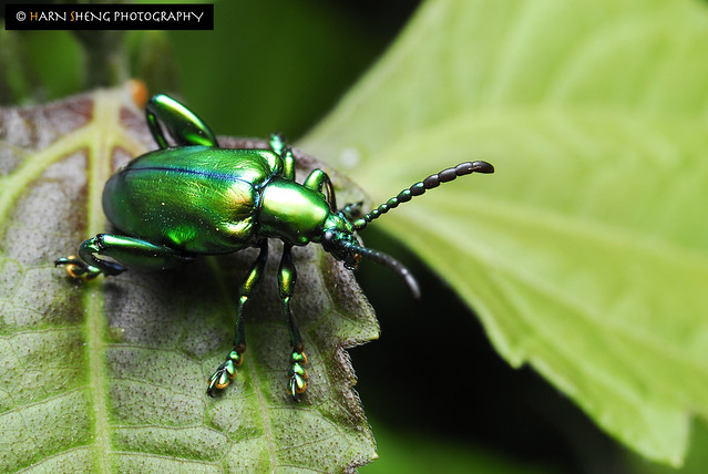 Frog Legged Leaf Beetle (Sagra sp )