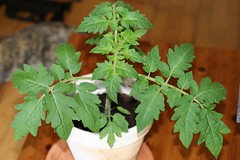 Tomatenplant 28-05b