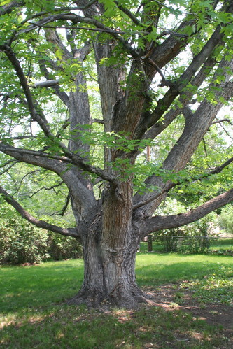 tree, backyard