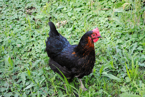 One of Uncle John's chickens