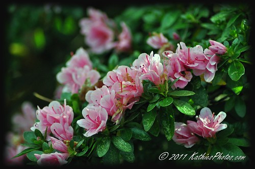 171-365 Azalea in flower