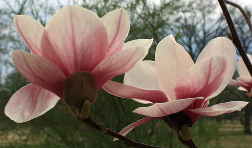 Two Magnolias