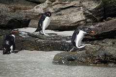 Rockhopper Penguin hopping onto rock