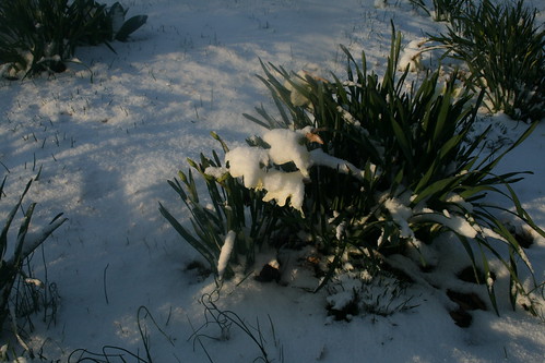 snow capped daffodils