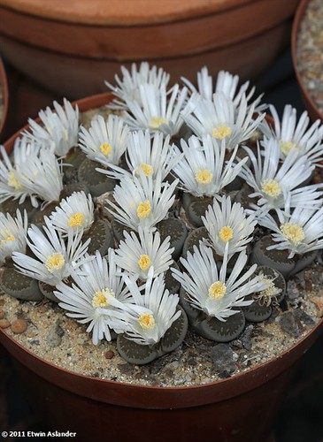 Lithops salicola by Etwin1