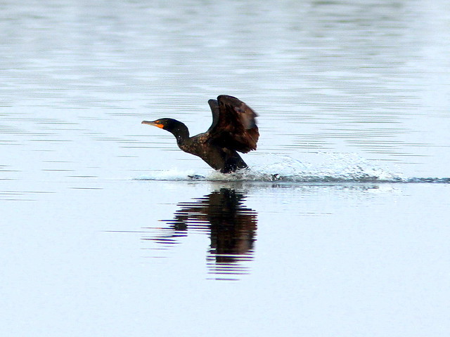 Cormorant splashdown 20110412