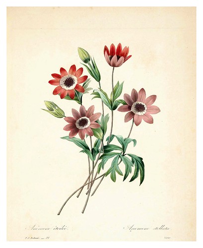 006-Anemona estrellada-Choix des plus belles fleurs…1827- P.J.Redoute