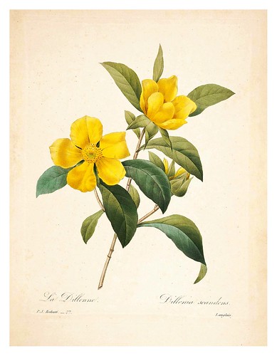 009-Viña serpiente-Choix des plus belles fleurs…1827- P.J.Redoute
