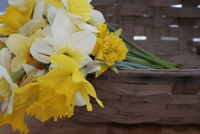daffodils, basket
