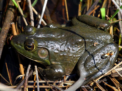 American Bullfrog by Mr.TinDC, on Flickr