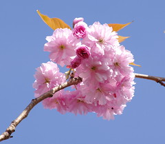 Cherry Tree Blossom 2011 09