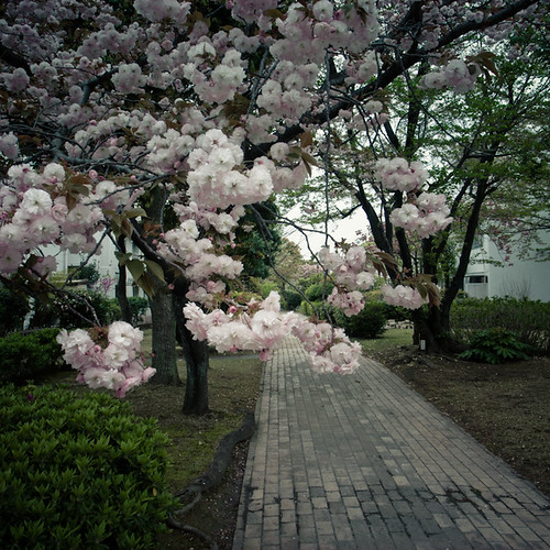 Cherry Blossom and Brick Pathway