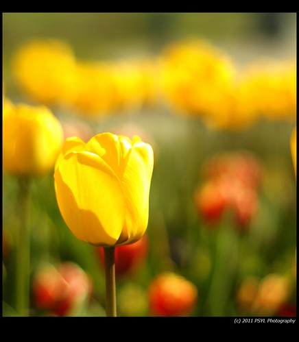 Sea of Tulips