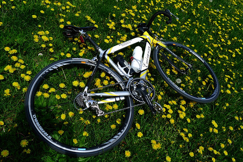 Bike on dandelion