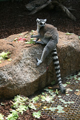 Lemur mit Futter