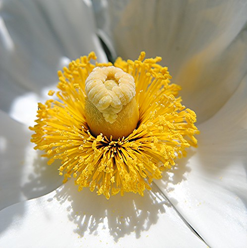 California white Poppy is a fountain of golden pollen and shadows! by jungle mama