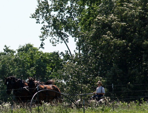 Amish Field Work 3