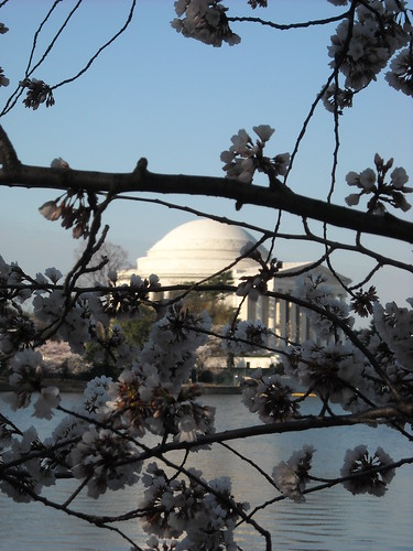 Jefferson Memorial & blossoms