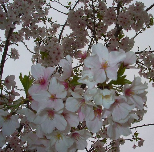 Apple Blossoms, March 27, 2011