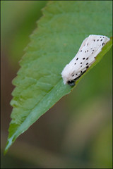 Witte tijger - Spilosoma lubricipeda