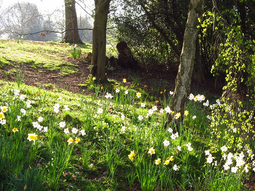 Daffodils in Cannizaro Park, Wimbledon