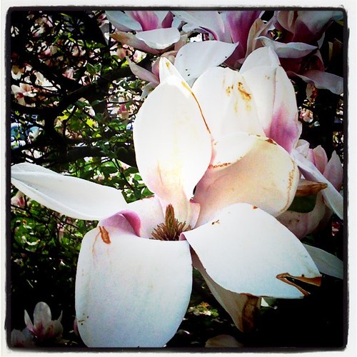 Last year's Magnolias